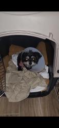 Lost Female Dog last seen Cedar and weathervane CT, Las Vegas, NV 89110