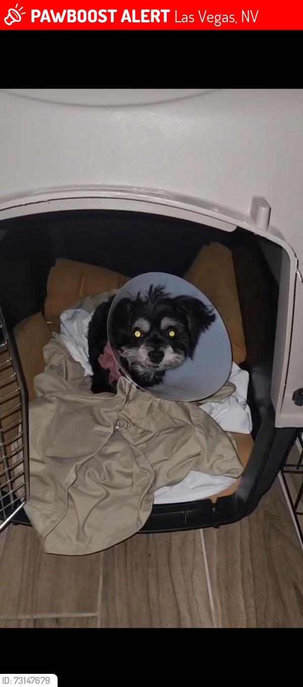 Lost Female Dog last seen Cedar and weathervane CT, Las Vegas, NV 89110