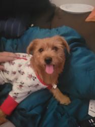 Reunited Female Dog last seen Auburn st, Bakersfield, CA 93306