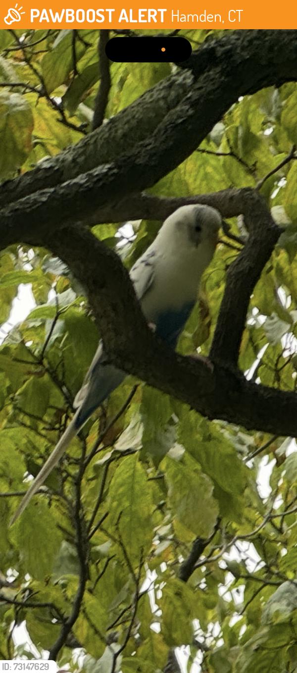 Found/Stray Unknown Bird last seen Beverly St in Hamden near Waite st, Hamden, CT 06517