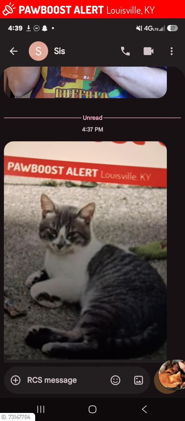 Lost Male Cat last seen Ferncreek farm gate medows, Louisville, KY 40291