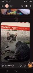 Lost Male Cat last seen Ferncreek farm gate medows, Louisville, KY 40291