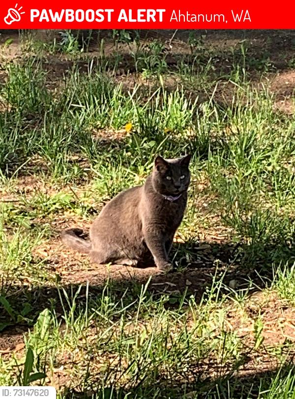 Lost Female Cat last seen Near Fetzer Lane and S. 34th Ave, Ahtanum, WA 98903