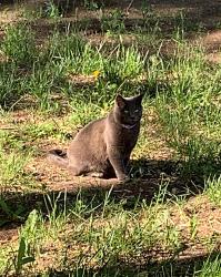 Lost Female Cat last seen Near Fetzer Lane and S. 34th Ave, Ahtanum, WA 98903