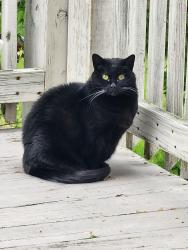 Reunited Female Cat last seen Wabash and Sherman, Marshallton, PA 17866