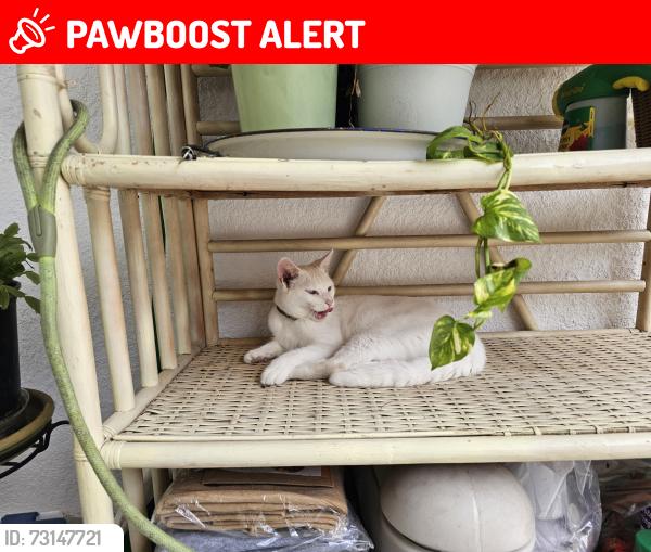 Lost Female Cat last seen County line, Orange Hill Estates, FL 34667