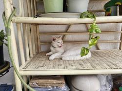 Lost Female Cat last seen County line, Orange Hill Estates, FL 34667