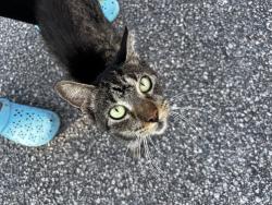 Found/Stray Unknown Cat last seen CCU, Conway, SC 29526