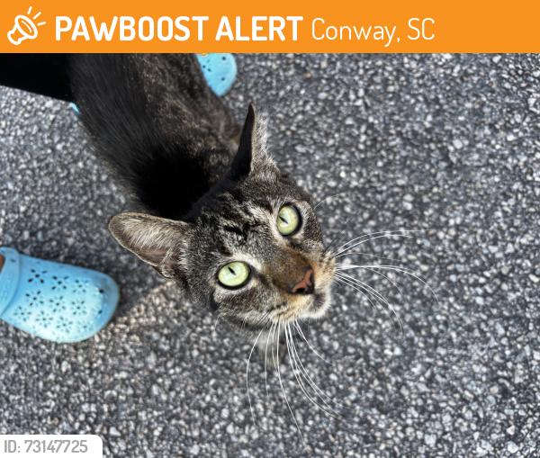 Found/Stray Unknown Cat last seen CCU, Conway, SC 29526
