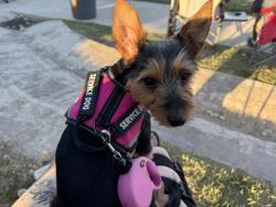 Lost Female Dog last seen Humble/atascocita, TX, Atascocita, TX 77346