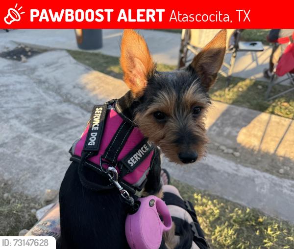 Lost Female Dog last seen Humble/atascocita, TX, Atascocita, TX 77346
