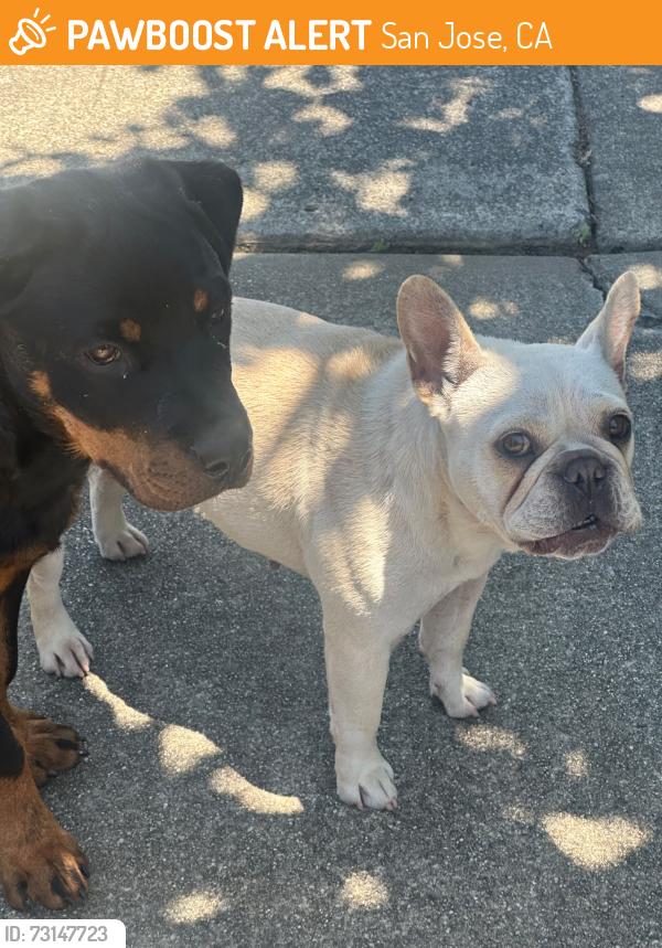 Found/Stray Unknown Dog last seen Shaffer and Hostetter, San Jose, CA 95132
