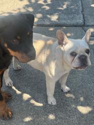 Found/Stray Unknown Dog last seen Shaffer and Hostetter, San Jose, CA 95132