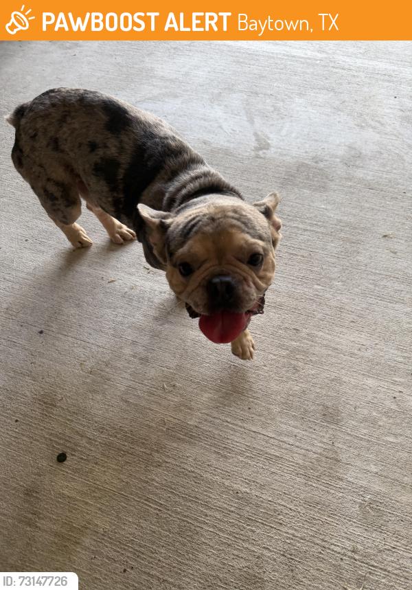 Found/Stray Male Dog last seen Shady Hill, Baytown, TX 77521