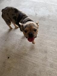 Found/Stray Male Dog last seen Shady Hill, Baytown, TX 77521