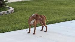 Found/Stray Male Dog last seen 7th street, Daytona Beach, FL 32117