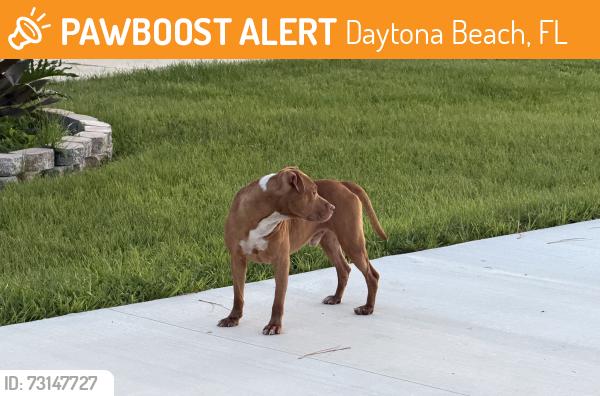 Found/Stray Male Dog last seen 7th street, Daytona Beach, FL 32117