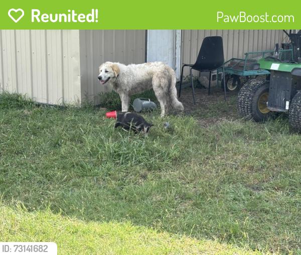 Reunited Male Dog last seen Palmilla Springs, Aledo, TX 76008