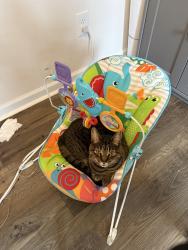 Reunited Female Cat last seen Near Aryshire Green Ct, Charlotte NC 28273, Charlotte, NC 28273