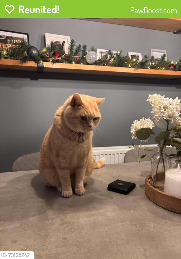 Reunited Male Cat last seen Blueberry avenue, Rainworth, England 