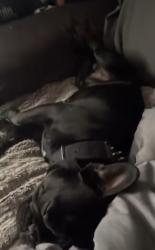 Reunited Male Dog last seen Near trailer park, Las Cruces, NM 88001
