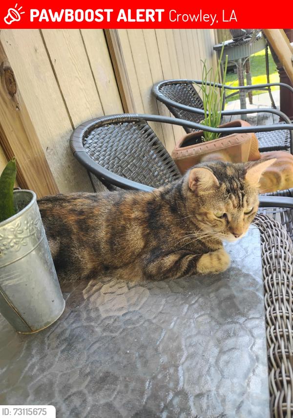 Lost Female Cat last seen Jason Dr, Crowley, LA 70526