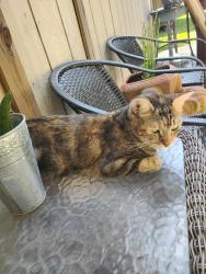 Lost Female Cat last seen Jason Dr, Crowley, LA 70526