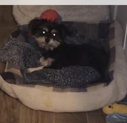 Reunited Female Dog last seen Stewart Ave & N Linn Ln, Sunrise Manor, NV 89110, USA, Sunrise Manor, NV 89110