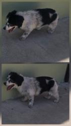 Found/Stray Female Dog last seen She was found on the 900 Block S Susanna Ave., West Covina, CA 91790