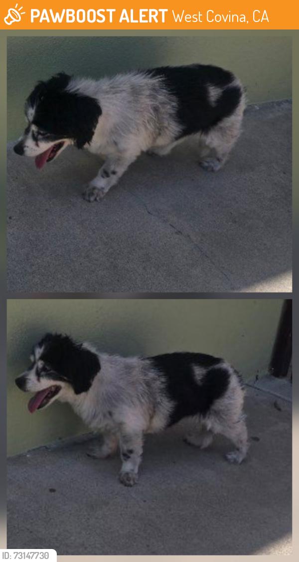 Found/Stray Female Dog last seen She was found on the 900 Block S Susanna Ave., West Covina, CA 91790