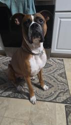 Reunited Male Dog last seen Cross from the YMCA Soccer Fields., Archdale, NC 27263