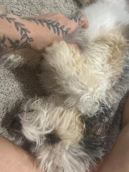 Reunited Male Dog last seen Todd rd, Perry, Perry, GA 31069