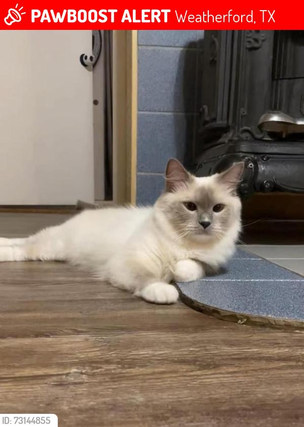 Lost Female Cat last seen Near king st, Weatherford, TX 76086