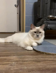 Lost Female Cat last seen Near king st, Weatherford, TX 76086