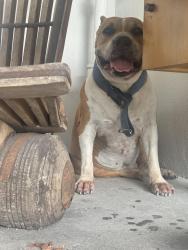 Found/Stray Male Dog last seen Santa Clara elementary, Miami, FL 33127