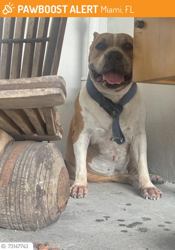 Found/Stray Male Dog last seen Santa Clara elementary, Miami, FL 33127