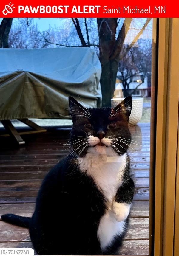Lost Female Cat last seen 25th St, St Michael, Saint Michael, MN 55376