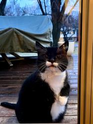 Lost Female Cat last seen 25th St, St Michael, Saint Michael, MN 55376