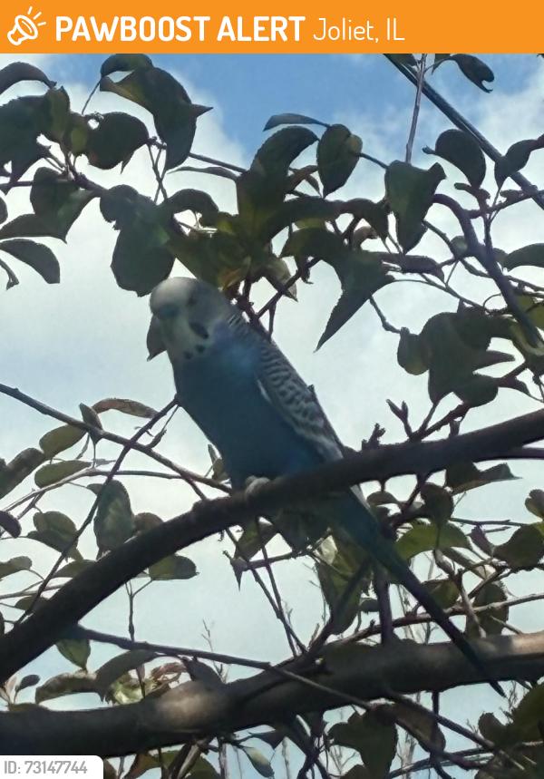 Found/Stray Male Bird last seen Frontage Rd and September Dr, Joliet, IL 60431