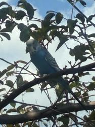 Found/Stray Male Bird last seen Frontage Rd and September Dr, Joliet, IL 60431