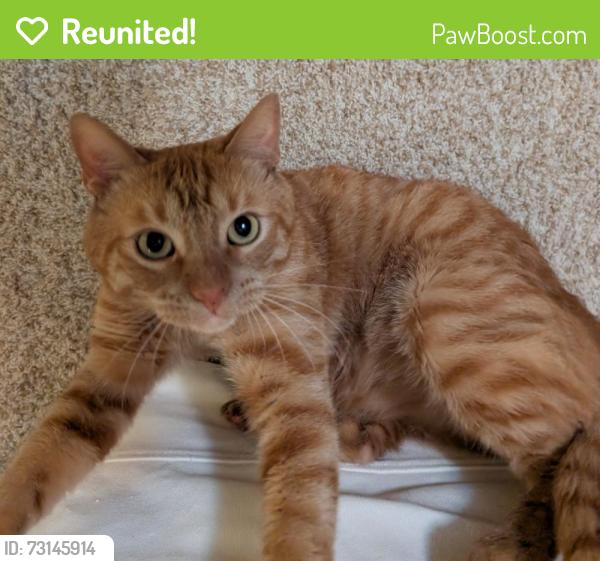 Reunited Male Cat last seen Del Valle Pkwy & Harvest Cir, Pleasanton, CA 94566