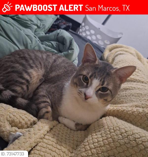 Lost Male Cat last seen Blanco river lodge, San Marcos, TX 78666
