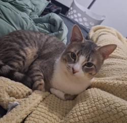 Lost Male Cat last seen Blanco river lodge, San Marcos, TX 78666