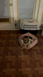 Reunited Female Dog last seen Middle Valley Road, Chattanooga, TN 37343