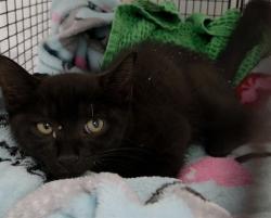 Shelter Stray Male Cat last seen Near BLOCK SW 14 ST, FORT LAUDERDALE FL 33312, 2400 SW 42nd St, Fort Lauderdale, FL 33312, USA