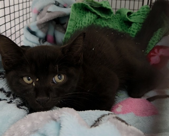Shelter Stray Male Cat last seen Near BLOCK SW 14 ST, FORT LAUDERDALE FL 33312, 2400 SW 42nd St, Fort Lauderdale, FL 33312, USA
