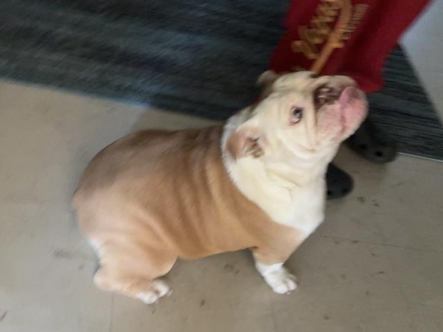 Shelter Stray Female Dog last seen JARVIS/ RUBY, 227 N D St, Perris, CA 92570, USA