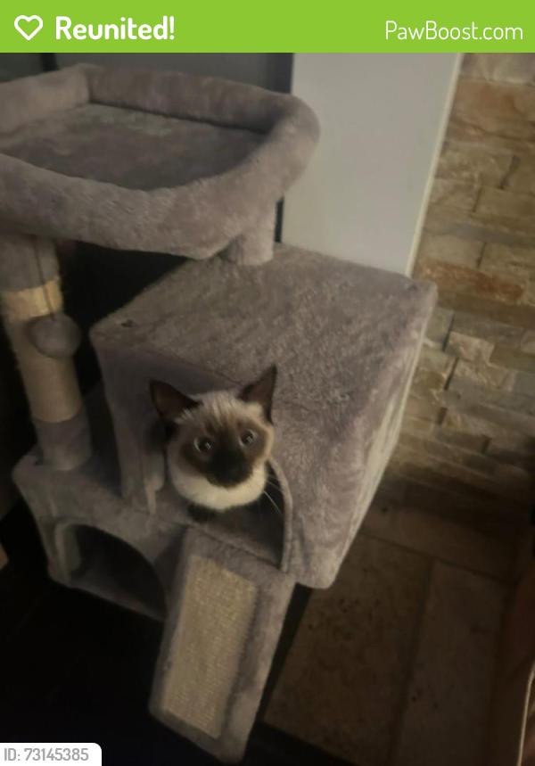 Reunited Female Cat last seen Near 54a, Langley, BC V3A 3W4