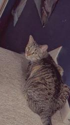 Lost Female Cat last seen The corner of ashwood way and Utah avenue, Harrisburg, PA 17109