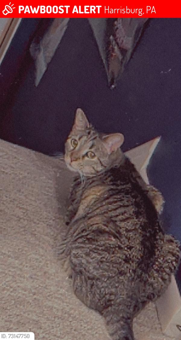 Lost Female Cat last seen The corner of ashwood way and Utah avenue, Harrisburg, PA 17109